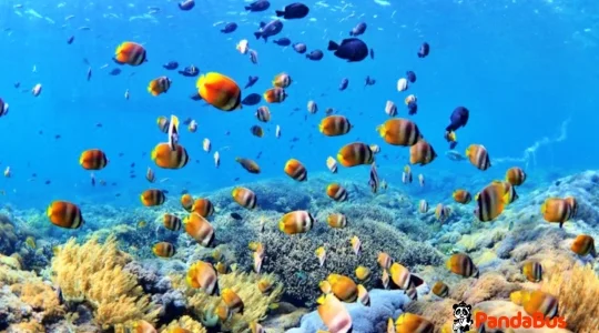 ペニダ島シュノーケリング