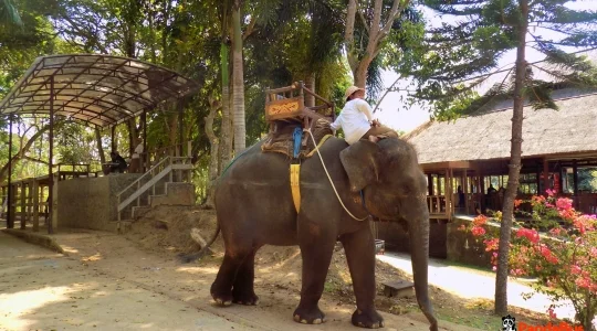 エレファントライド_01