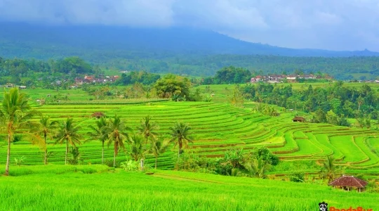 ジャティルイ棚田