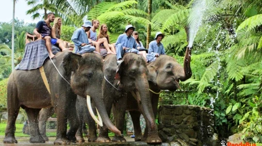 サファリパークで本格的な象乗り体験ツアー＜送迎・ランチ付き＞