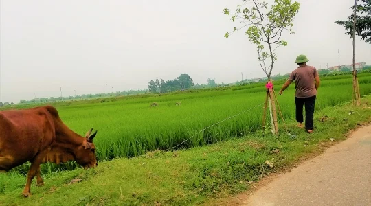 【ハノイ】文化遺産のドゥオンラム村日帰り1日観光ツアー