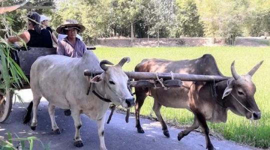 昔ながらの稲作体験