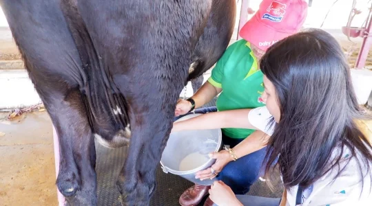 タイ・デンマークファーム