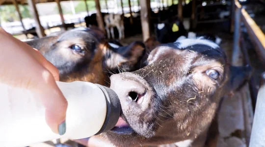 タイ・デンマークファーム