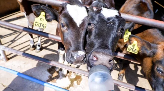 タイ・デンマークファーム