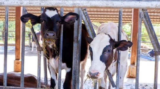 タイ・デンマークファーム体験ツアー