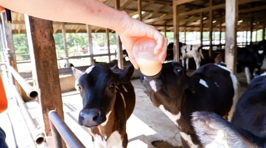 タイ・デンマークファーム