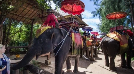 エレファントビレッジ