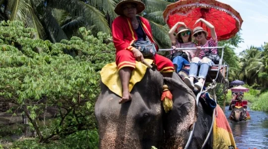 本格的な象乗り体験