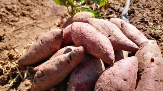 手ぶらでご参加OK！芋ほり体験＆教会風フォトジェニックな寺院「ワット・ニウェート・タンマ・プラワット」 ＜日本語ガイド/午前半日＞