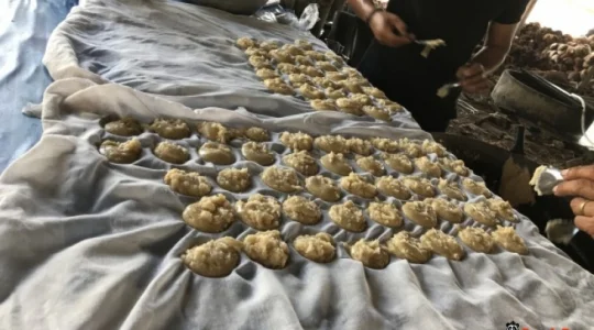 ココナッツファーム