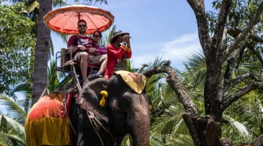 本格的な象乗り体験