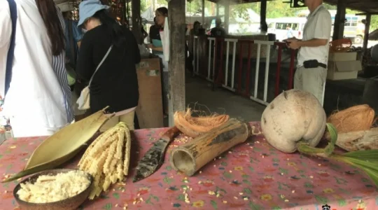 ココナッツファーム