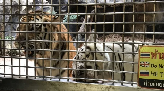 ジャングルでジップライン