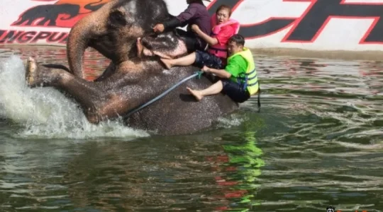 象との水浴び体験