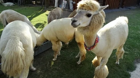 もこもこ好き集まれ♪タイのスイス スワンプンで動物と触れ合い体験ツアー