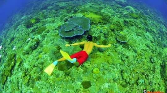 リーフクルーズ _08