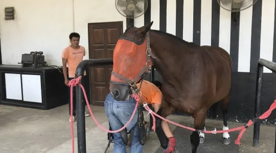 タイ・ポロ＆エクエストリアン