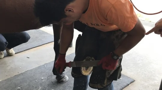 タイ・ポロ＆エクエストリアン