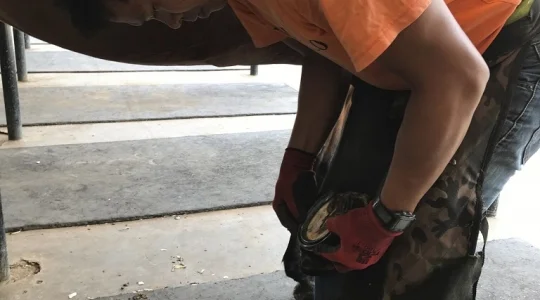 タイ・ポロ＆エクエストリアン