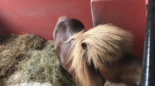 タイ・ポロ＆エクエストリアン