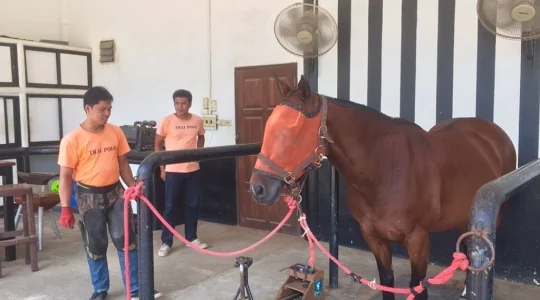 タイ・ポロ＆エクエストリアン