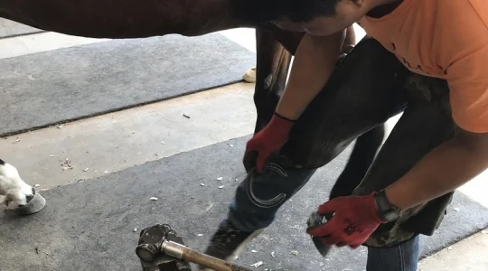 タイ・ポロ＆エクエストリアン