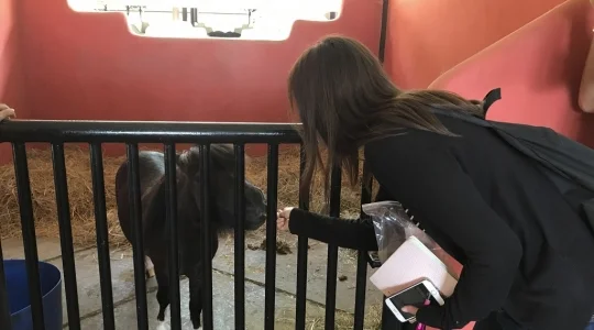 タイ・ポロ＆エクエストリアン