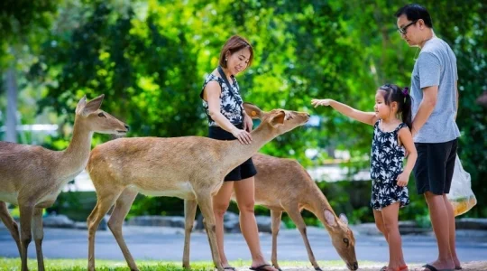 カオキアオ動物園