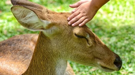カオキアオ動物園