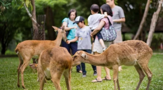 カオキアオ動物園