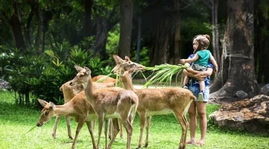 カオキアオ動物園