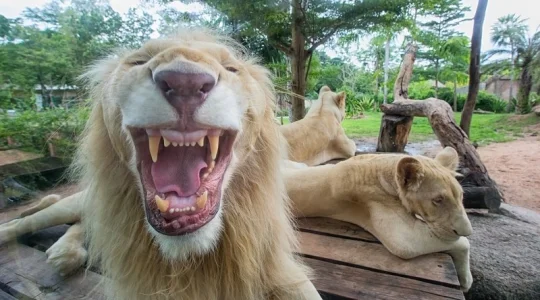 カオキアオ動物園