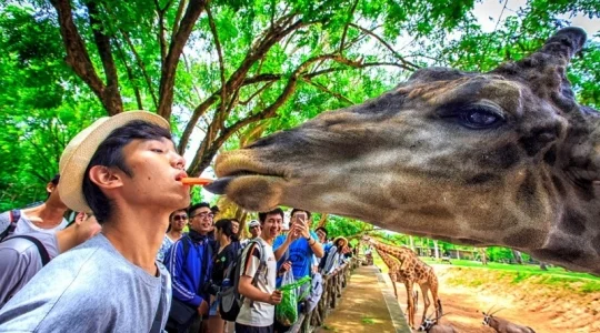 カオキアオ動物園