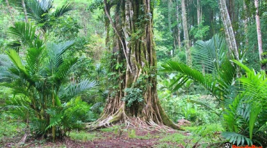 クブンラヤ植物園