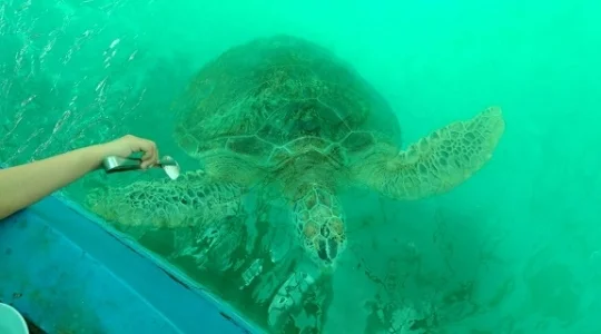 ウミガメ研究所