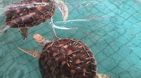 ウミガメ研究所