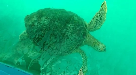 ウミガメ研究所