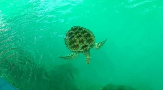 ウミガメ研究所