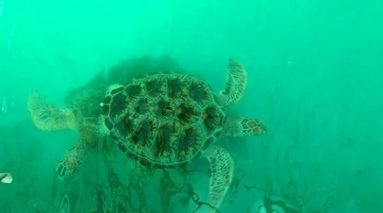 ウミガメ研究所