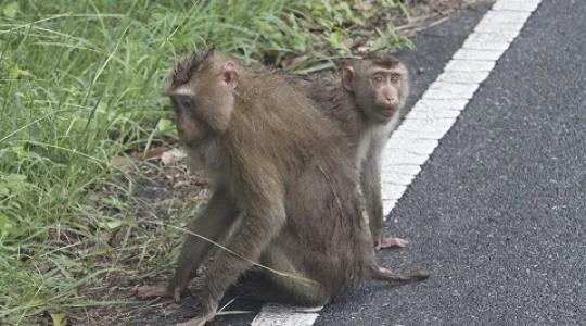 世界自然遺産カオヤイ 本格トレッキング