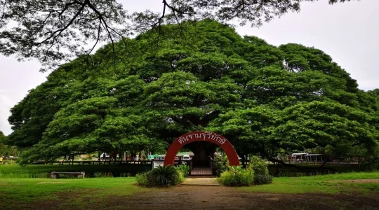 モンキーポッドツリー