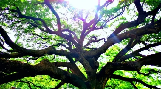 モンキーポッドツリー