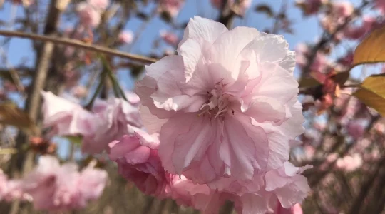花畑イメージ