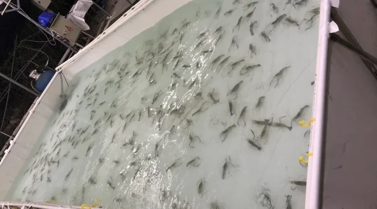 エビ釣りイメージ