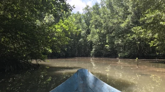 カンザー国立公園でマングローブ林クルーズ
