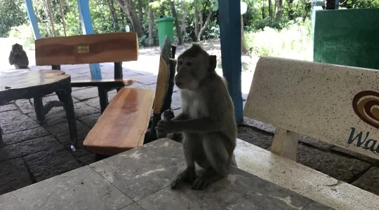 カンザー国立公園でマングローブ林クルーズ