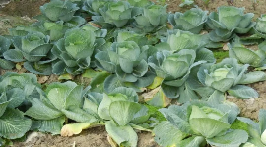 有機野菜イメージ