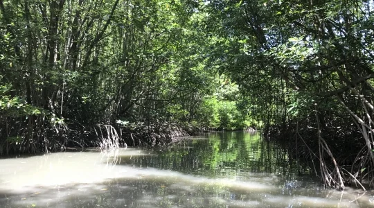 カンザーマングローブ