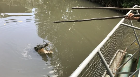 カンザーマングローブ